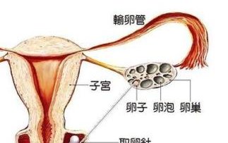 试管促排后有16个卵泡算多吗？卵泡发育的影响因素有这些！